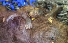 Ketika Orang Utan Kehilangan Habitatnya Akibat Kebakaran Hutan