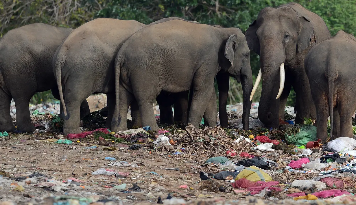 Kawanan gajah liar mencari makan di tumpukan sampah Desa Digampathana, Sri Lanka, Sabtu (19/8). Pemerintah setempat mengatakan sejumlah gajah mati setelah menelan plastik di tempat pembuangan sampah terbuka. (LAKRUWAN WANNIARACHCHI/AFP)
