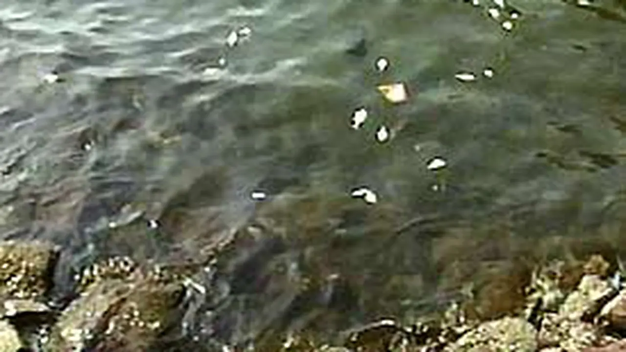 090504cIkan1.jpg