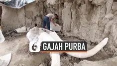 Antropolog Meksiko menemukan sejumlah mamut atau gajah purba yang diduga usianya lebih dari 15 ribu tahu.Mamut terjebak dalam sebuah lubang besar.