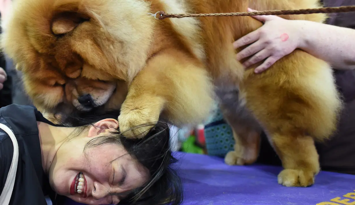 Anjing jenis Chow Chow bermain dengan seorang wanita saat kompetisi Westminster Kennel Club 142's Dog Show Tahunan di New York (12/2). (AFP Photo/Timothy A. Clary)