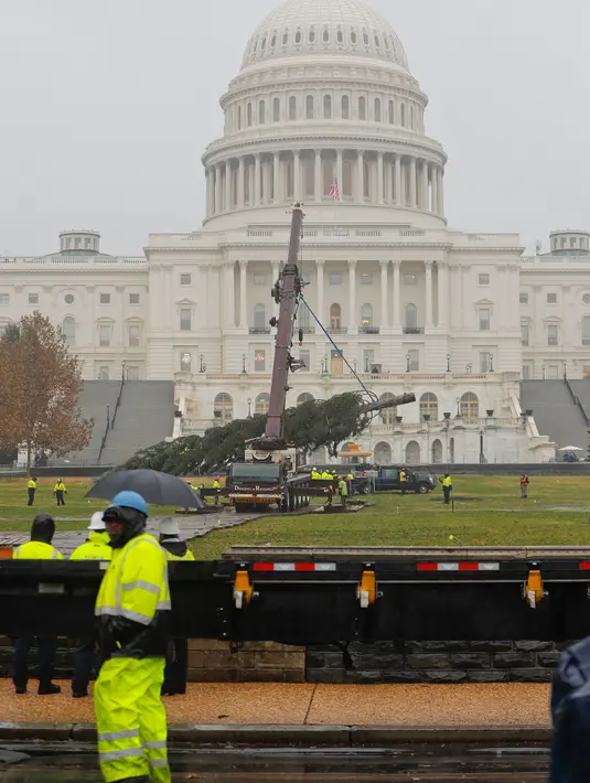 Pekerja memindahkan pohon Natal raksasa setibanya di bagian barat Gedung Capitol AS di Washington, Senin (26/11). Pohon Natal setinggi 24 meter itu diambil dari Hutan Nasional Willamette di Oregon. (AP Photo/Pablo Martinez Monsivais)
