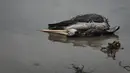 Seekor pelikan mati tergeletak di pantai Santa Maria di Lima, Peru, Selasa (29/11/2022). Setidaknya 13.000 pelikan telah mati sejauh ini pada bulan November di Sepanjang Pantai Pasifik Peru akibat flu burung, menurut The National Forest and Wildlife Service (Serfor) pada hari Selasa. (AP Photo/Guadalupe Pardo)