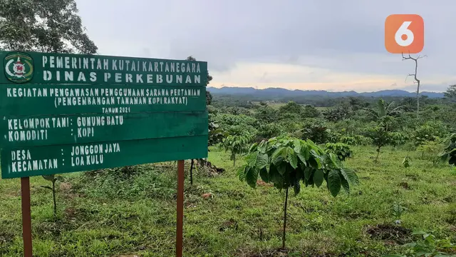 Kebun Kopi di Kukar
