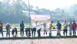 Petani Sukabumi 'Curi Start' Tanam Padi, Ini Alasannya