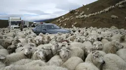 Sejumlah mobil dikerumuni domba yang baru kembali merumput di pinggiran Tbilisi, Georgia, Rabu (11/11). Dalam setahun di Georgia mengalami 2 musim yang membuat domba dan peternaknya berpindah mencari rumput di tempat lain. (REUTERS / David Mdzinarishvili)