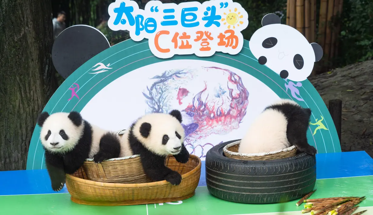 Foto pada 29 September 2020 menunjukkan anak-anak panda raksasa yang tampil perdana di Pusat Penangkaran dan Penelitian Panda Raksasa Chengdu di Provinsi Sichuan, China. Beberapa ekor anak panda raksasa tampil untuk pertama kalinya di depan publik pada Selasa (29/9). (Xinhua/Zhang Kefan)