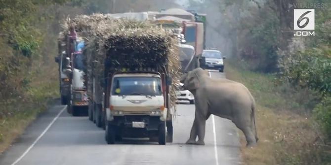 VIDEO: Bak Preman, Gajah Cegat Truk dan Ambil Muatannya