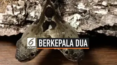 Bayi ular derik berkepala dua ditemukan dua herpetolog di New Jersey. Ular tersebut diberi nama Double-Dave.