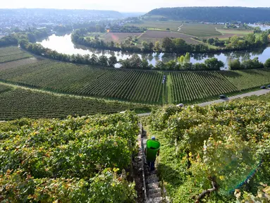 Seorang pekerja berjalan menyusuri kebun-kebun anggur yang curam saat memanen buah anggur di sepanjang Sungai Neckar di Mundelsheim, Jerman barat daya (2/10/2021). Di lokasi ini terpadat pemandangan jalur sungai Neckar yang terkenal serta lima jalur pendakian anggur dan buah. (AFP/Thomas Kenzle)