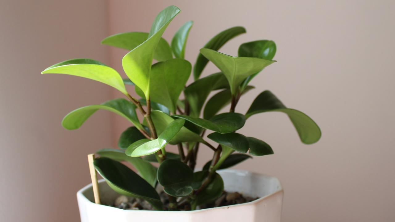 Peperomia