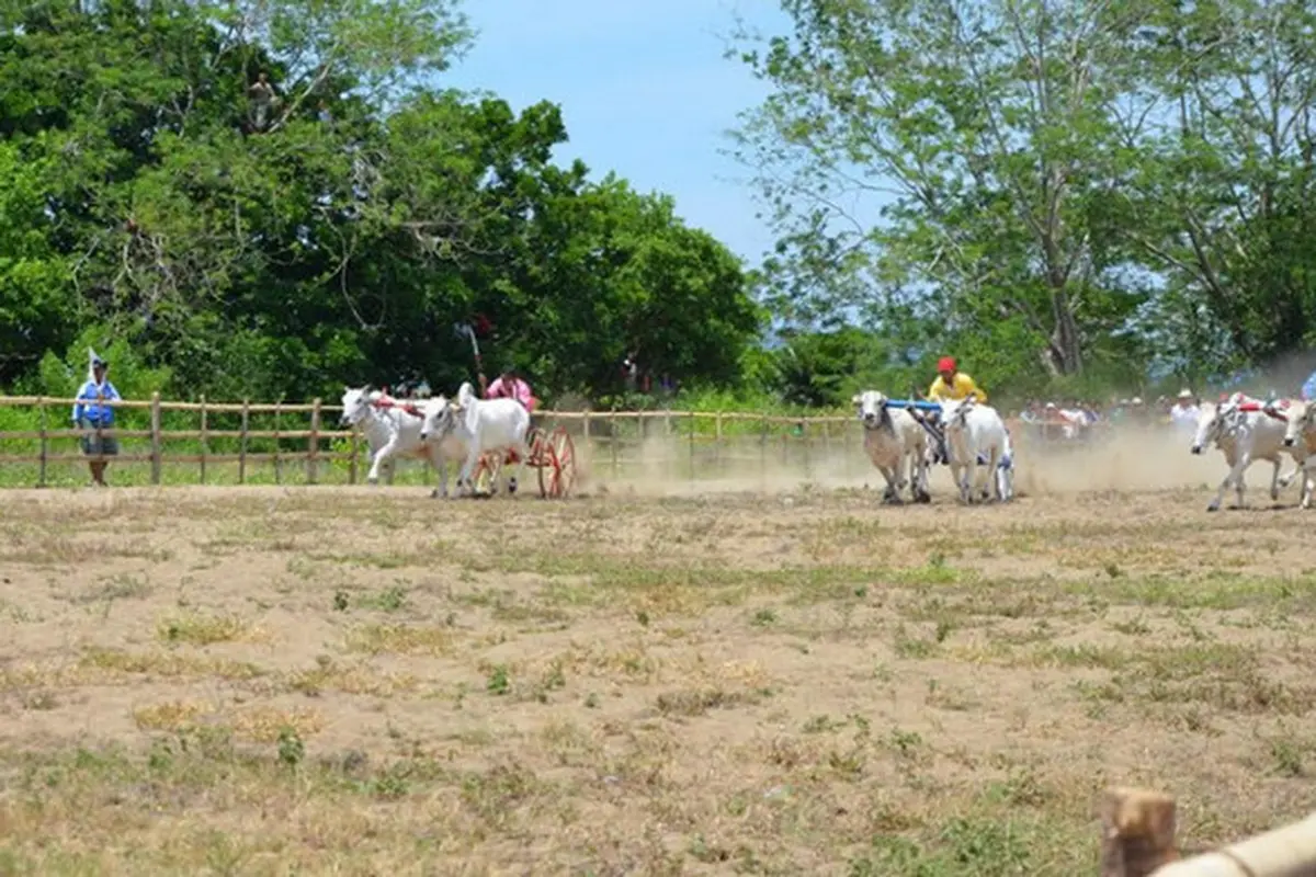 Karapan Sapi di Gorontalo