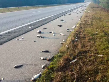 Ikan-ikan mati berserakan setelah banjir surut di jalan raya Interstate 40, North Carolina pada 22 September 2018. Banjir yang disebabkan oleh Badai Florence membuat ikan-ikan keluar dari habitatnya dan mendamparkan mereka di jalan raya. (AP Photo)