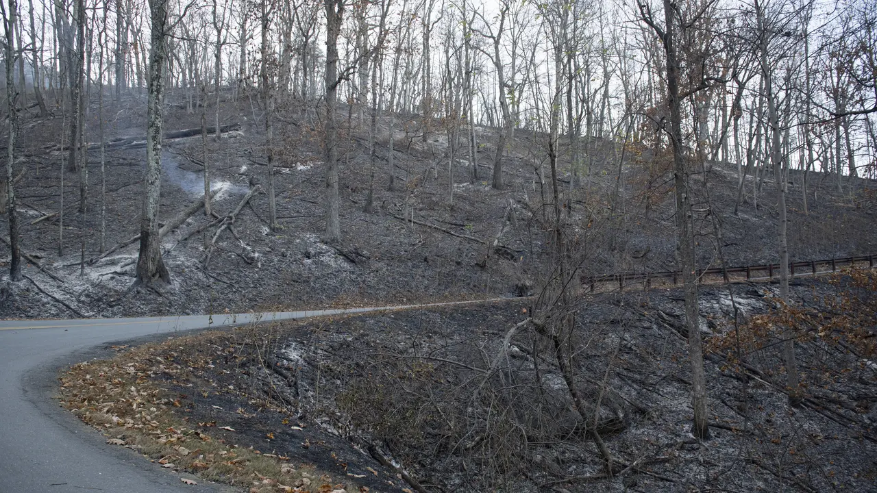 Kebakaran Hanguskan Hutan di North Carolina