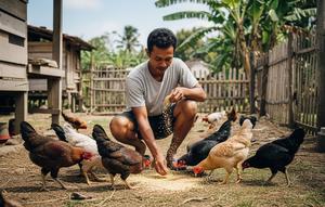 Ternak ayam kampung/ Ilustrasi gambar oleh AI