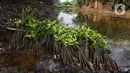 Sementara itu, mangrove sendiri memiliki banyak manfaat. Di antaranya mampu meredam gelombang besar termasuk tsunami. (Liputan6.com/Herman Zakharia)