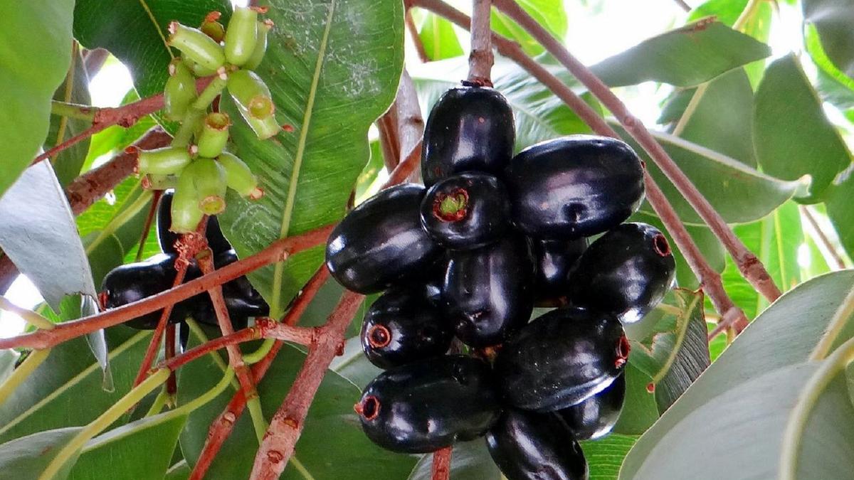 Langkah Mudah Merebus Jamblang untuk Mengatasi Diabetes dan Masalah Kesehatan