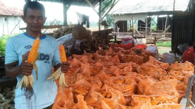 Petani Tuban Siapkan Ekspor Benih Jagung Hibrida ke Timor Leste