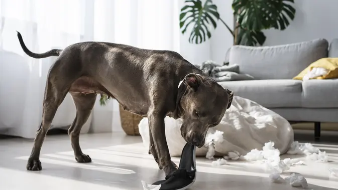 Hewan peliharaan anjing sedang menggigit sepatu pemiliknya (Foto.Freepik)