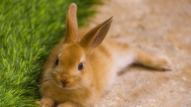 Ilustrasi hewan kelinci