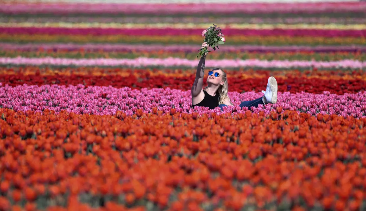 Seorang perempuan berpose untuk foto di ladang tulip dekat Grevenbroich, Jerman barat, pada 23 April 2021. Keberadaan hamparan bunga tulip dilahan seluas 100 hektare menjadi salah satu area budidaya bunga tulip yang terbesar di Jerman. (INA FASSBENDER / AFP)