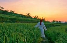 Indahnya Bukan Main, Desa Kaduela Kuningan Punya Terasering Cantik Mirip di Ubud