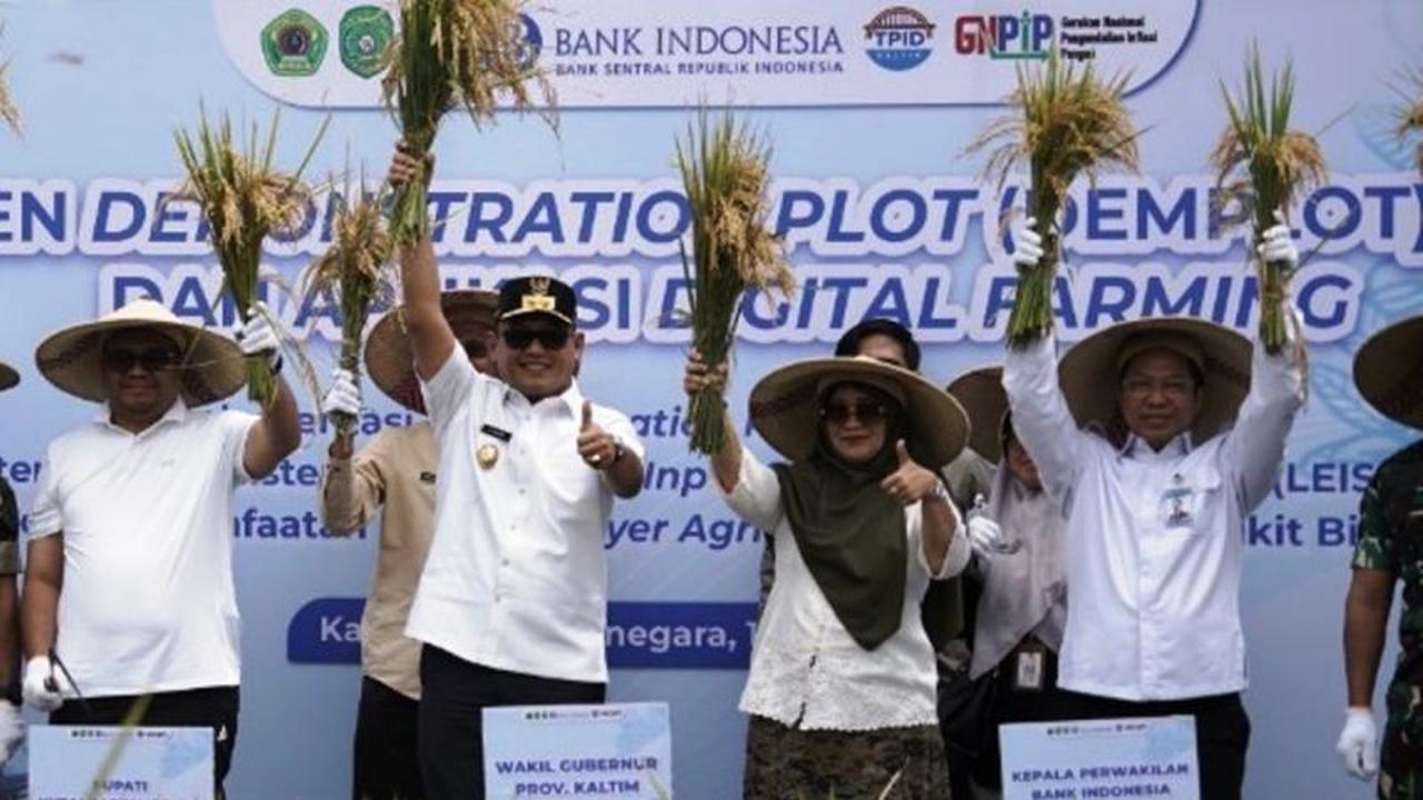 Fantastis! Sistem LEISA Kukar Dongkrak Panen Padi Hingga 74%, Capai 6,2 Ton per Hektare