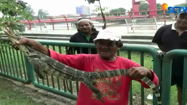 Seekor biawak berukuran besar meronta mencoba melepaskan diri usai ditangkap warga di pinggir Sungai Cisadane.