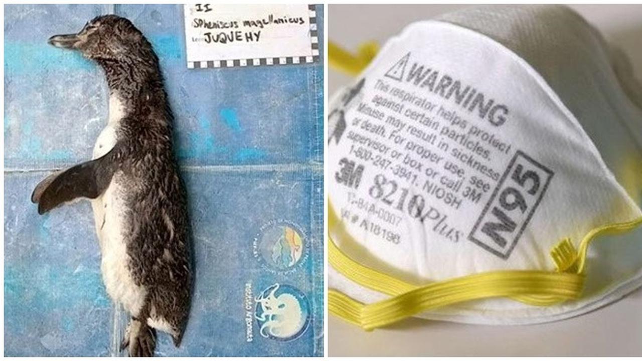 Penguin Mati Akibat Telan Masker N95 Secara Utuh saat Cari Makan, Bikin Miris