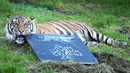 Crispin, seekor harimau Sumatera, mengunyah papan kapur saat melakukan inventarisasi tahunan di Kebun Binatang ZSL London, di London, Rabu (3/1/2024). (AP Photo/Kirsty Wigglesworth)