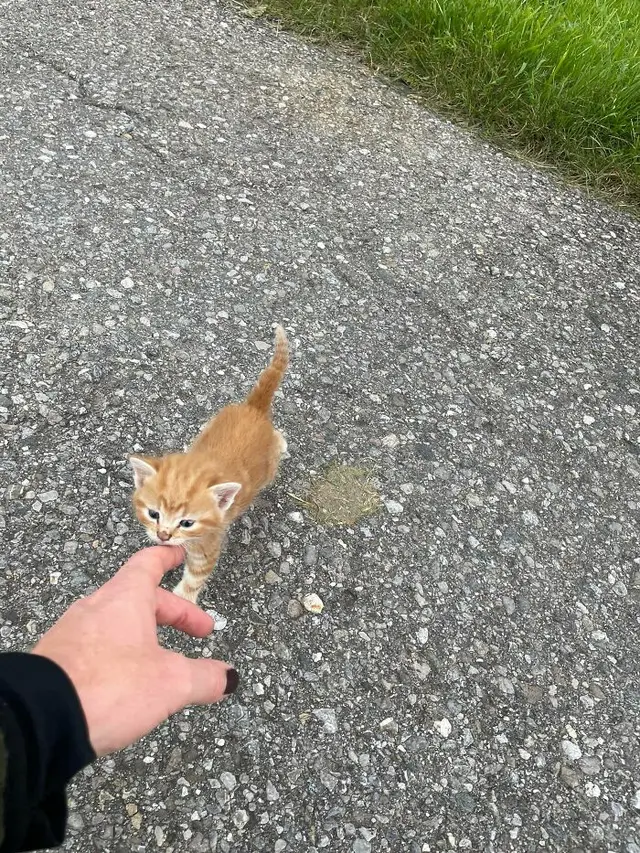 7 Potret Menggemaskan Anak Kucing Ini Bakal Bikin Harimu Cerah