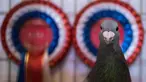 Seekor merpati pemenang kontes dalam acara tahunan British Homing World Show di Winter Gardens, Blackpool, Minggu (20/1). Setiap Januari, sekitar 15.000 orang berkumpul pada pertemuan peternak merpati terbesar di Inggris tersebut. (OLI SCARFF/AFP)