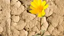 Bunga mekar di Taman Nasional Death Valley, California (4/3). Dengan kondisi tanah yang kering membuat para wisatawan tertarik melihat bunga - bunga yang tumbuh disini. (ROBYN BECK / AFP)