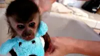 Anak monyet inipun tidak suka mandi, namun untungnya ia akhirnya mau mandi dengan syarat ia boleh membawa teman birunya.  