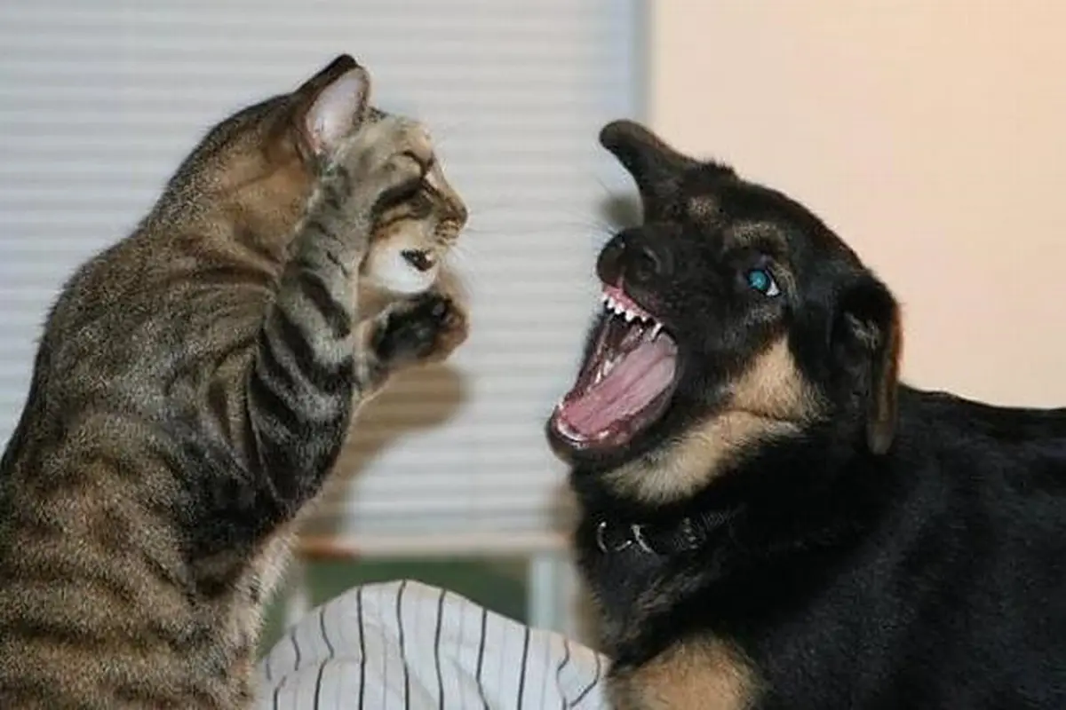 Selamatkan Anak dari Maut, Kucing Ini Rela Terkam Anjing Besar