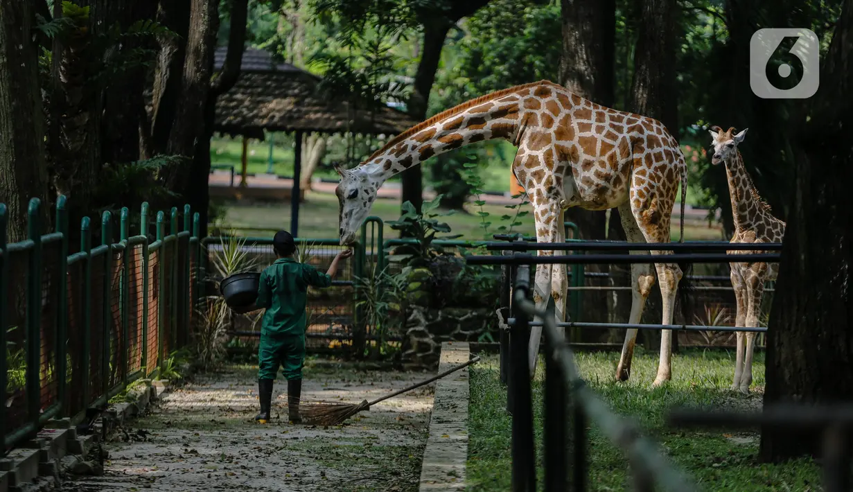 Petugas memberi makan jerapah di Taman Margasatwa Ragunan, Jakarta Selatan, Senin (20/4/2020). Pihak pengelola Taman Margasatwa Ragunan tetap melakukan perawatan terhadap seluruh satwa selama pandemi virus corona COVID-19. (Liputan6.com/Faizal Fanani)