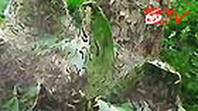 Ulat Bulu Merambat di Ngawi