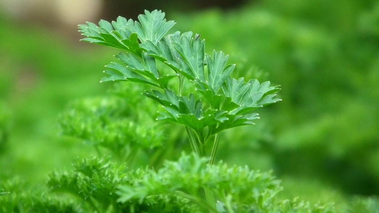 Daun Parsley