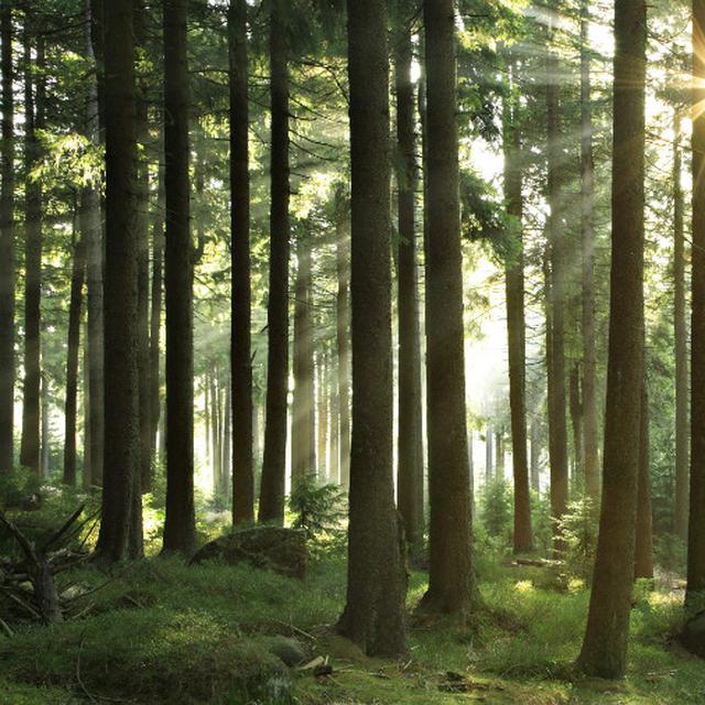 Klhk Putuskan Kerja Sama Dengan Wwf Ini Alasannya Bisnis Liputan6 Com