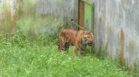 Harimau di Medan Zoo