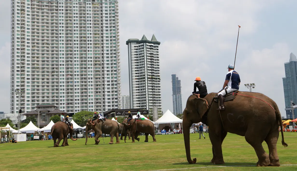 Para pemain Polo menunggang gajah berebut bola saat mengikuti turnamen Elephant Polo King's Cup di Bangkok, Thailand (8/3). Acara amal ini memperebutkan Piala Raja Gajah yang digelar tiap tahun. (AP Photo / Sakchai Lalit)