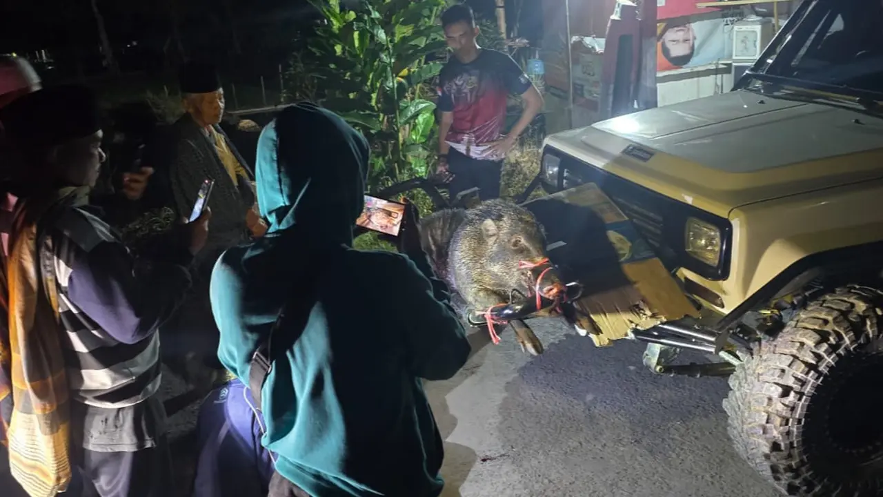 Babi Hutan yang Putuskan Jari Warga Cianjur Akhirnya Dieksekusi, Perburuan Masih Berlanjut