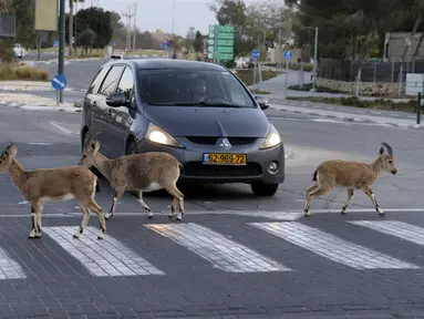 Nubian ibexes, sejenis kambing gurun, berkeliaran di jalanan selama ockdown di Kota Mitzpe Ramon, Israel (4/2/2021). Israel lagi-lagi menerapkan lockdown ketika lonjakan kasus baru virus corona Covid-19 kembali terjadi. (AFP/ Menahem Kahana)