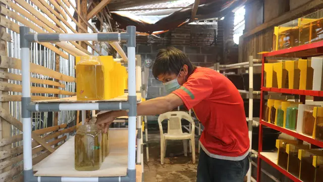 Berawal dari Hobi, Pria Ini Raup Untung Besar dari Cupang di Tengah Pandemi