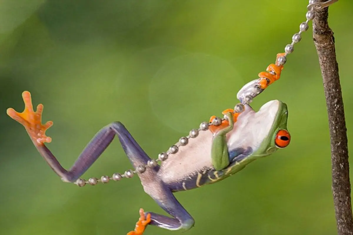 Memperkenalkan Prince, Katak yang Suka Berayun Layaknya Tarzan