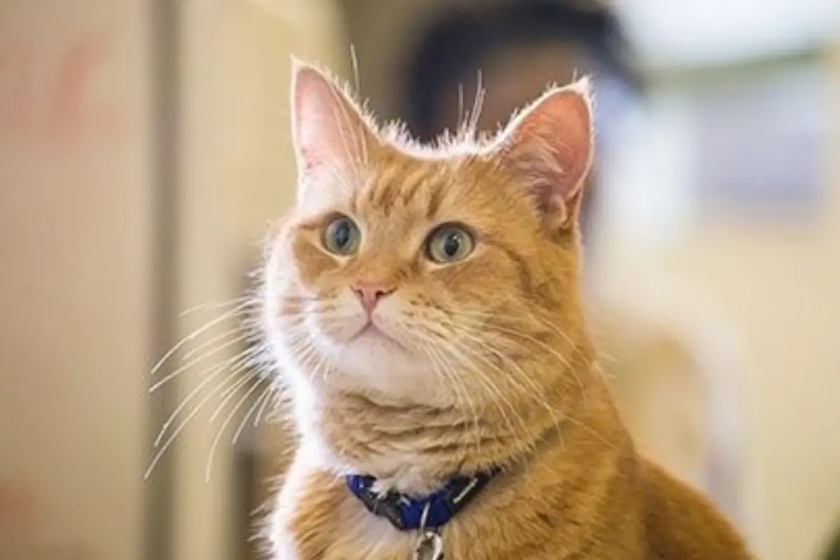 A Street Cat Named Bob (2016)