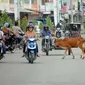 Seekor sapi menyeberangi jalan raya lintas Aceh Sumut di kawasan Cunda Muara Dua Lhokseumawe, NAD. Kamis (27/1). Keberadaan ternak liar mengancam keselamatan pengguna jalan di Aceh. (Antara)