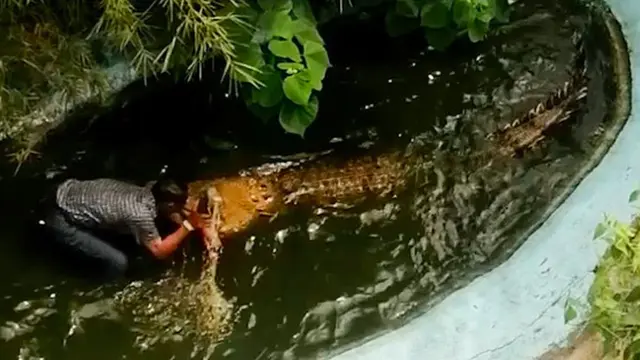 pria naiki dan selfie dengan buaya