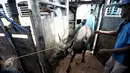 Petugas melakukan bongkar muat sapi yang baru tiba di Pelabuhan Tanjung Priok, Jakarta, Selasa (9/2). Pemerintah mendatangkan 500 ekor sapi agar bisa menekan harga daging di pasaran hingga kisaran Rp 85.000-Rp 90.000 per kg. (Liputan6.com/Faizal Fanani)