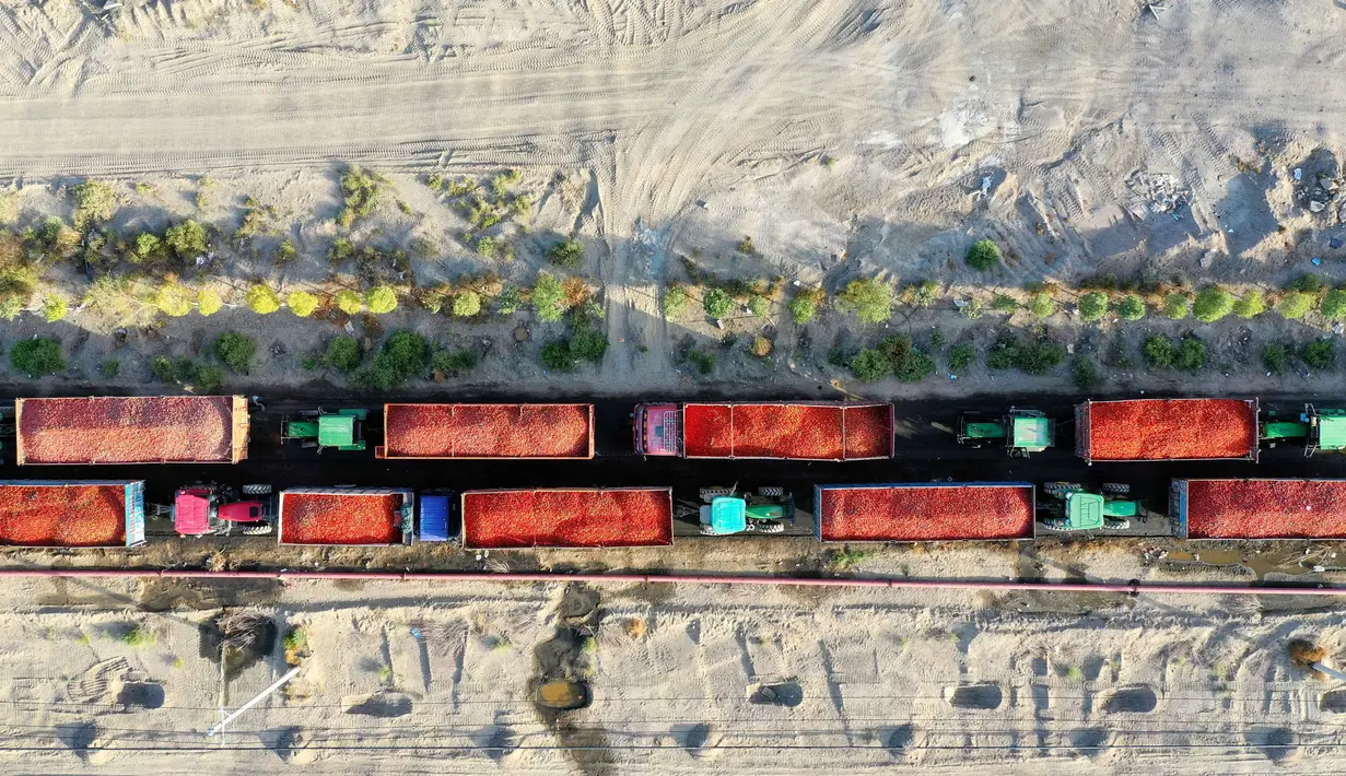 Foto dari udara menunjukkan sejumlah truk yang mengangkut tomat di wilayah Bohu, Daerah Otonom Uighur Xinjiang, China, 5 Agustus 2020. Saat ini, lebih dari 1.000 hektare tomat di wilayah Bohu telah memasuki musim panen dan akan diproses lebih lanjut. (Xinhua/Nian Lei)